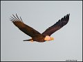 _0SB8805A american bald eagle